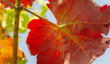 Sonbahar kırmızı yaprakları sarmaşıkta. Geleneksel güz yaprağı çağlamasında inanılmaz derecede nostaljik ve anlamlı bir şey var..