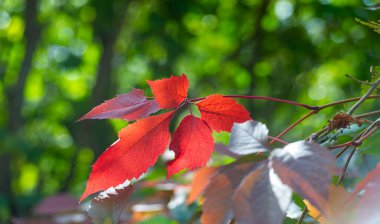 Ağaçların dallarında sonbahar yaprakları. Düşen bir yaprak, sonbaharın ölümünden bahsederken, daha ince bir anlamda baharın kehanetidir.
