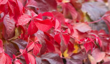 Ağaçların dallarında sonbahar yaprakları. Sonbahar, her yaprağın bir çiçek olduğu ikinci bahardır.
