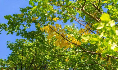 Ağaçların dallarında sonbahar yaprakları. Geleneksel güz yaprağı çağlamasında inanılmaz derecede nostaljik ve anlamlı bir şey var..