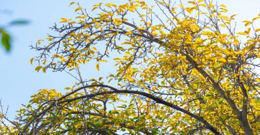 Ağaçların dallarında sonbahar yaprakları. Düşen bir yaprak, sonbaharın ölümünden bahsederken, daha ince bir anlamda baharın kehanetidir.