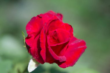 Gül bahçesi. Yüzeyin derinliği. Canlılık tüm buketi doldurur, yüksek merkezli büyük bir çiçeğe dönüşür, yapraklar kabarır, ve sarhoş edici bir lavanta kokusu.