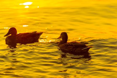 Nehirde ördeklerin huzur içinde yüzdüğünü hissedin. Batan güneşin dingin ve rahatlatıcı bir atmosfer yaratışını izleyin. Bu resim sahnesinde teselli ve huzur bul..