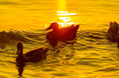 Nehirde yüzen ördekleri izlerken sükunetin tadını çıkar. Batan güneş dinlenmek için sakin bir zemin oluşturur. Rahatlamak için bir dakikanızı ayırın ve doğanın güzelliğinin tadını çıkarın..