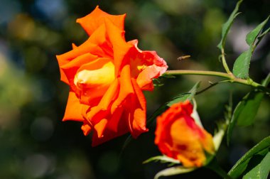 Gül bahçesi. Yüzeyin derinliği. Canlılık tüm buketi doldurur, yüksek merkezli büyük bir çiçeğe dönüşür, yapraklar kabarır, ve sarhoş edici bir lavanta kokusu.