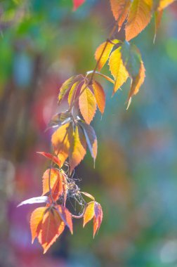 Ağaçların dallarında sonbahar yaprakları. Her değişiklikte, her düşen yaprakta biraz acı, biraz güzellik vardır. Yeni yapraklar böyle yetişir.