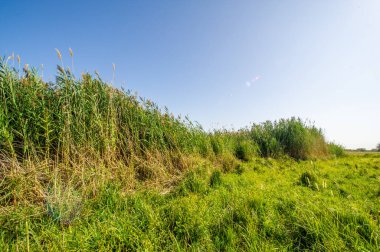 Steppe, su deposunun yakınındaki sazlıklar, Steppe ve Reed 'in yaşam alanları. Bu ekosistemler çeşitli bitki ve hayvan türlerine ev sahipliği yapar. Su kalitesini korumak için önemli
