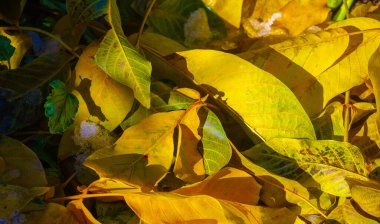 Bir cevizin sonbahar yaprakları. Ekim, taze, sisli, altın Ekim, ışığın tatlı ve ağır olduğu