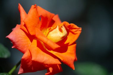 Gül bahçesi. Yüzeyin derinliği. Canlılık tüm buketi doldurur, yüksek merkezli büyük bir çiçeğe dönüşür, yapraklar kabarır, ve sarhoş edici bir lavanta kokusu.