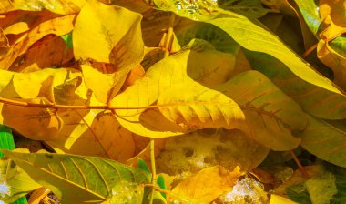 Bir cevizin sonbahar yaprakları. Bu gerçek bir sonbahar günü değil mi? Hayatı ve doğayı uyumlu hale getiren benim sevdiğim sakin melankoli..