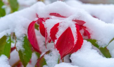 İlk kar sonbahar yapraklarının üzerine düştü. Kış bir oymadır, bahar bir suluboya, yaz bir yağlı boya resim, sonbahar ise bir mozaik.