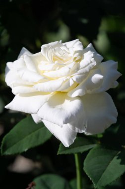 Gül bahçesi. Yüzeyin derinliği. Canlılık tüm buketi doldurur, yüksek merkezli büyük bir çiçeğe dönüşür, yapraklar kabarır, ve sarhoş edici bir lavanta kokusu.