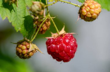 Ahududu. Yazın sonlarında, yerli ahududular tarladan buzdolabınıza bol bol gelirler. Bu, bu hassas meyveden faydalanmak ve onu iyi bir amaç için kullanmak için harika bir fırsat.