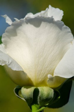 Gül bahçesi. Yüzeyin derinliği. Canlılık tüm buketi doldurur, yüksek merkezli büyük bir çiçeğe dönüşür, yapraklar kabarır, ve sarhoş edici bir lavanta kokusu.