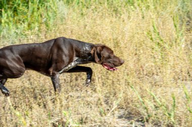 Bir av köpeğinin gerçekçi görüntüsü, bir av köpeğinin ruhunu ve özünü yakalar. Avcılar ve köpek severler için ideal köpek özellikleri ve özellikleri tasvir edilir. Dekoratif bir unsur olarak.