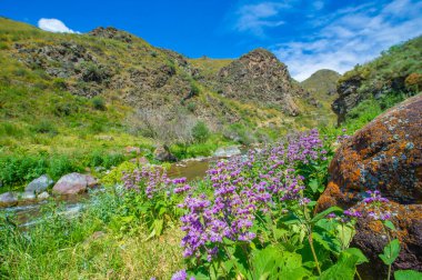 Güzel leylak çiçekleri dingin bir dağ nehrine karşı Doğanın güzelliği büyüleyici bir görüntüye büründü Huzur ve sükunet getiren büyüleyici bir sahne