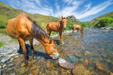 Atlar temiz suya düzenli olarak ihtiyaç duyarlar. Dağ nehrinden su içmek atlara taze ve doğal su verir. Akan su, atların su içmesine ve sağlıklı kalmasına yardımcı olur.