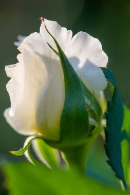 Gül bahçesi. Yüzeyin derinliği. Canlılık tüm buketi doldurur, yüksek merkezli büyük bir çiçeğe dönüşür, yapraklar kabarır, ve sarhoş edici bir lavanta kokusu.