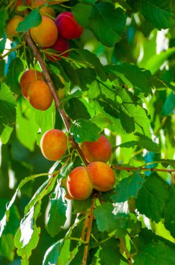 Erik bolluğu ve tatlılığı sembolize eder. Ağaç dalı, erik ve ağaç dallarının birleşimi, doğal güzelliği ve verimli sonuçları sembolize eder.