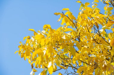 Ağaçtaki cevizler sonbaharda olgunlaşır. Bizans döneminde ceviz, 