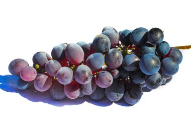 Görüntü beyaz arka planda siyah üzümleri gösteriyor. Yiyecek ve içecekle ilgili tasarım ya da projeler için ideal bir seçim. Yazdırma veya dijital kullanım için uygun yüksek çözünürlük ve görüntü kalitesi.