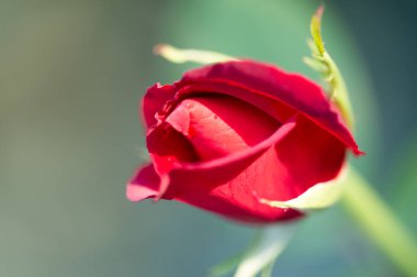 Gül bahçesi. Yüzeyin derinliği. Canlılık tüm buketi doldurur, yüksek merkezli büyük bir çiçeğe dönüşür, yapraklar kabarır, ve sarhoş edici bir lavanta kokusu.