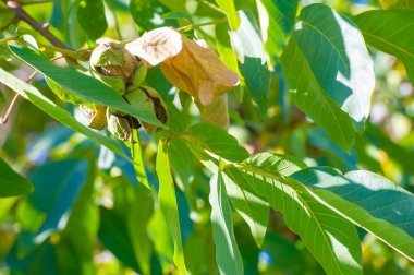Ağaçtaki cevizler sonbaharda olgunlaşır. Bizans döneminde ceviz, 