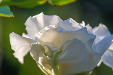 Gül bahçesi. Yüzeyin derinliği. Canlılık tüm buketi doldurur, yüksek merkezli büyük bir çiçeğe dönüşür, yapraklar kabarır, ve sarhoş edici bir lavanta kokusu.