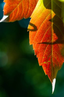 Ağaçların dallarında sonbahar yaprakları. Sonbahar yaprakları altın gibi dökülür, gökkuşağı gibi, değişim rüzgarları esmeye başlar, Eylül 'ün son günlerini görmezden gelerek..