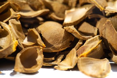 Kayısı çekirdeği. Üretim için ham maddeler. Doğal, sebze, fırça. Fırçanın bir parçası olan kayısı yağı doymamış asitler ve A, C, B ve F vitaminleri içerir. Bu da her tür cilt için çok yararlıdır..