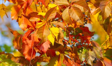 Ağaçların dallarında sonbahar yaprakları. Sonbahar yaprakları altın gibi dökülür, gökkuşağı gibi, değişim rüzgarları esmeye başlar, Eylül 'ün son günlerini görmezden gelerek..