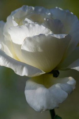 Gül bahçesi. Yüzeyin derinliği. Canlılık tüm buketi doldurur, yüksek merkezli büyük bir çiçeğe dönüşür, yapraklar kabarır, ve sarhoş edici bir lavanta kokusu.