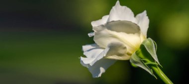 Gül bahçesi. Yüzeyin derinliği. Canlılık tüm buketi doldurur, yüksek merkezli büyük bir çiçeğe dönüşür, yapraklar kabarır, ve sarhoş edici bir lavanta kokusu.