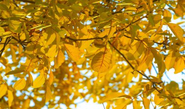 Ağaçların dallarında sonbahar yaprakları. Sonbaharın kalbi burada kırılmış ve hazinesini yapraklara dökmüş olmalı..