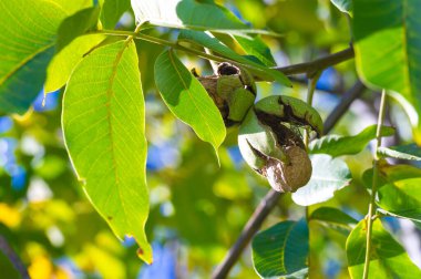 Ağaçtaki cevizler sonbaharda olgunlaşır. Bizans döneminde ceviz, 