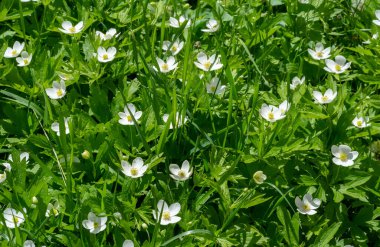 Anemonoides nemorosa woody anemone is an early spring flowering plant from the ranunculaceae family Ranunculaceae, anemone, thimble and fox scent.