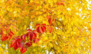 Ağaçların dallarında sonbahar yaprakları. Sonbahar yaprakları sokakları doldurur; çimenlerdeki altın renkler, bir şaka ya da doğanın bir ikramı!