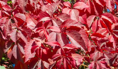 Ağaçların dallarında sonbahar yaprakları. Her şey büyülü bir yağlı boya tablo gibi göründüğünde, bilirsin ki sonbahardayız.!