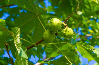 Kestane, olgunlaşma aşamasında yeşildir. Bu kestane henüz olgunlaşmamış demektir. Olgunlaştıkça, yeşil renk zamanla kahverengiye döner.