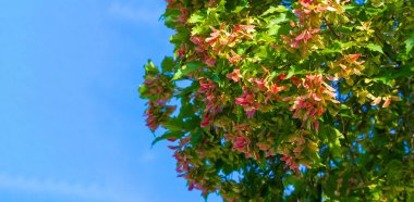 Kırmızı akçaağaç tohumları yeşil yapraklarla çarpıcı bir kontrast oluşturuyor. Görüntü doğal renklerin güzelliğini yansıtıyor. Yeni büyümenin ve değişen mevsimlerin sembolü..
