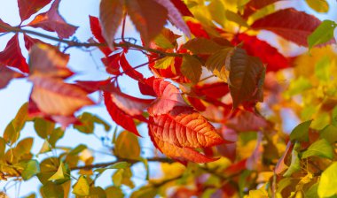 Ağaçların dallarında sonbahar yaprakları. Her şey büyülü bir yağlı boya tablo gibi göründüğünde, bilirsin ki sonbahardayız.!