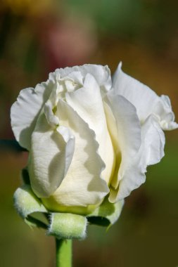 Gül bahçesi. Yüzeyin derinliği. Canlılık tüm buketi doldurur, yüksek merkezli büyük bir çiçeğe dönüşür, yapraklar kabarır, ve sarhoş edici bir lavanta kokusu.