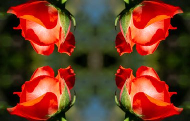 Gül bahçesi. Yüzeyin derinliği. Canlılık tüm buketi doldurur, yüksek merkezli büyük bir çiçeğe dönüşür, yapraklar kabarır, ve sarhoş edici bir lavanta kokusu.