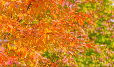 Ağaçların dallarında sonbahar yaprakları. Düşen bir yaprak, sonbaharın ölümünden bahsederken, daha ince bir anlamda baharın kehanetidir.