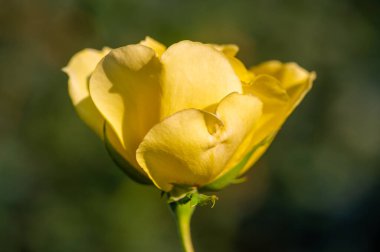 Gül bahçesi. Yüzeyin derinliği. Canlılık tüm buketi doldurur, yüksek merkezli büyük bir çiçeğe dönüşür, yapraklar kabarır, ve sarhoş edici bir lavanta kokusu.