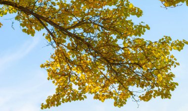 Ağaçların dallarında sonbahar yaprakları. Her değişiklikte, her düşen yaprakta biraz acı, biraz güzellik vardır. Yeni yapraklar böyle yetişir.