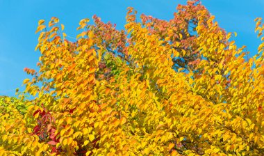 Ağaçların dallarında sonbahar yaprakları. Geleneksel güz yaprağı çağlamasında inanılmaz derecede nostaljik ve anlamlı bir şey var..