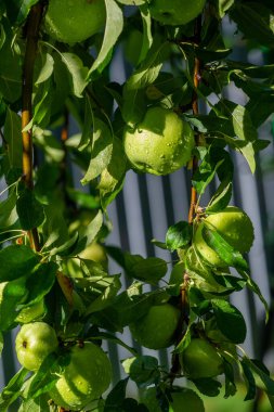 Elmalar. Elmalar sonbaharda olgunlaştığında, ağaçların bütün yaz boyunca ne yaptığını anlamaya başlıyorum. Ve hayatımın sonbaharı geldiğinde, meyvelerim olacak.