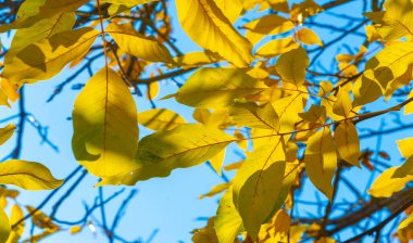 Bir cevizin sonbahar yaprakları. Ekim, taze, sisli, altın Ekim, ışığın tatlı ve ağır olduğu