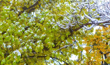 İlk kar sonbahar yapraklarının üzerine düştü. Sonbahar geldi bile, her şey uykuya dalıyor, gelecek kışın huzuru içinde her şey kayboluyor. Duyarlar, karın düştüğünü hissederler.
